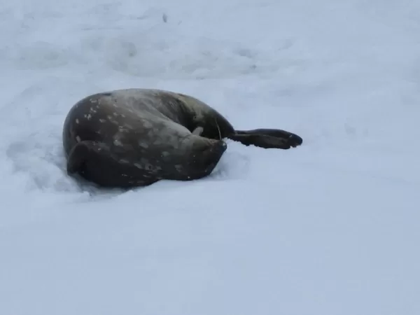 Weddell Seal along the Antarctic Peninsula