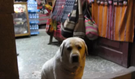 Dogs of Peru