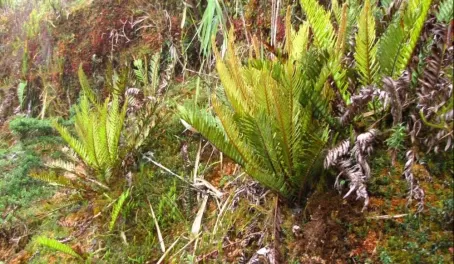 Cloud forest fern