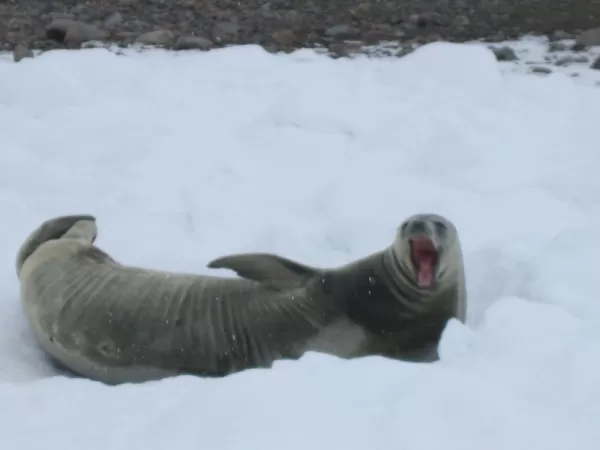 Seals in Antarctica
