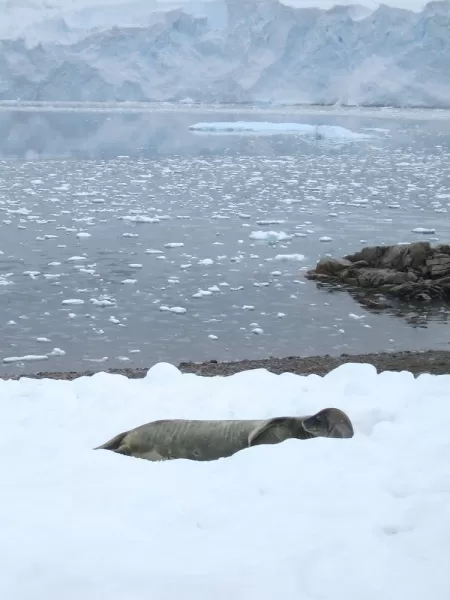 Seal relaxing after swim in Antarctica