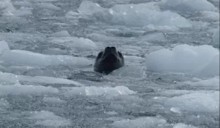 Sea lion poking his nose up through the ice in Antarctica
