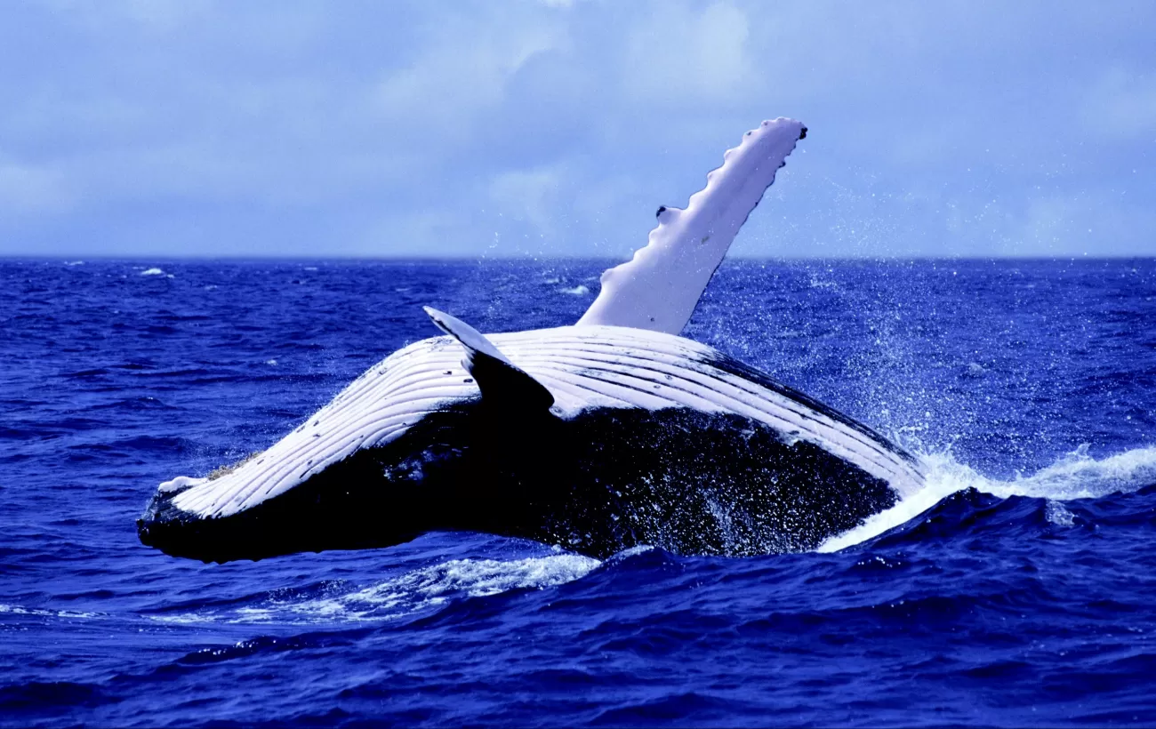A humpback whale breaches the polar waters