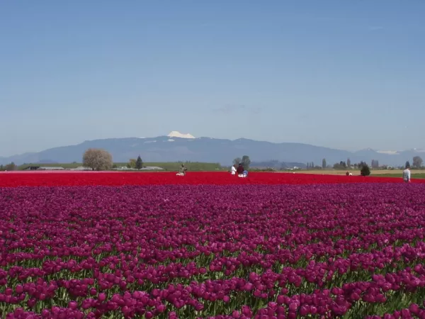 Rich fields of tulips grow in the springtime sun
