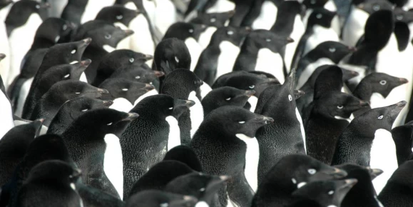 A large penguin colony