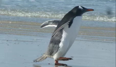 Gentoo Penguin on Saunders Island