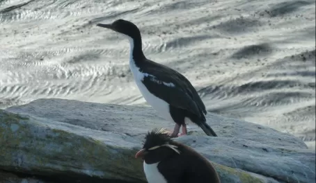 Cormorant and Rockhopper on Saunders Island