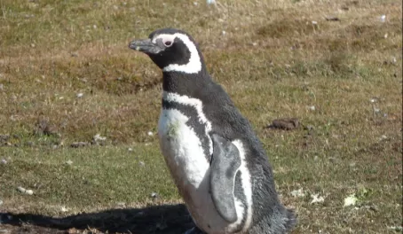 Magellanic Penguin on Saunders Island