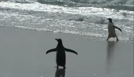 Gentoo Penguins on Saunders