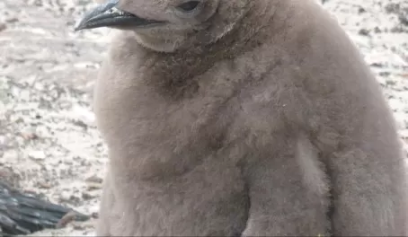 Baby King Penguin on Saunders Island