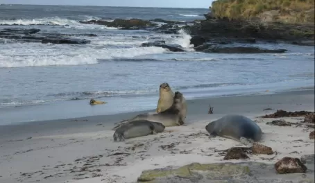 Elephant Seals on Sea Lion Island