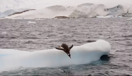 A penguin dives into the sea