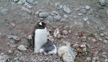 Penguins everywhere!