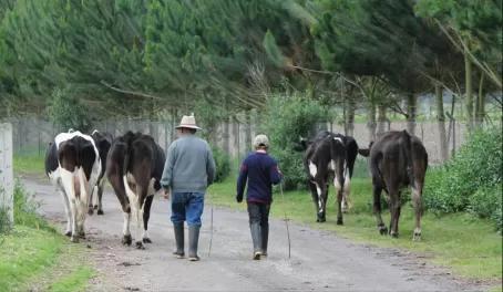 Locals moving cattle in Ecuador