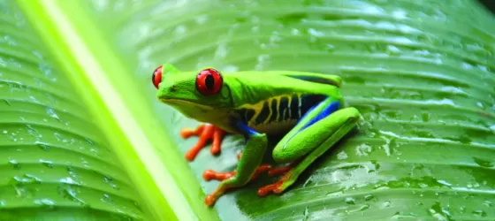 Tree frog spotted in the Amazon
