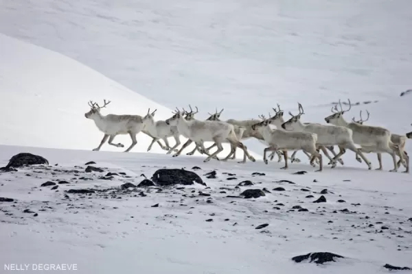 A herd of Caribou