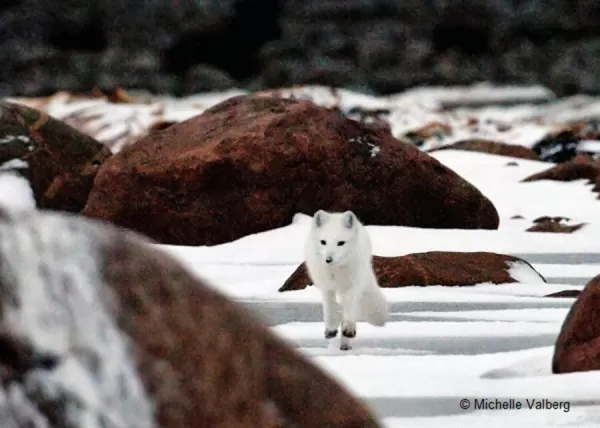 Encounter Arctic wildlife