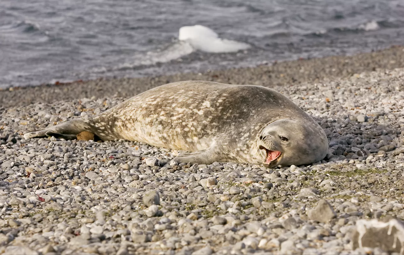 Seal relaxing on the shore