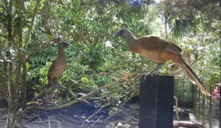 Native birds of Belize