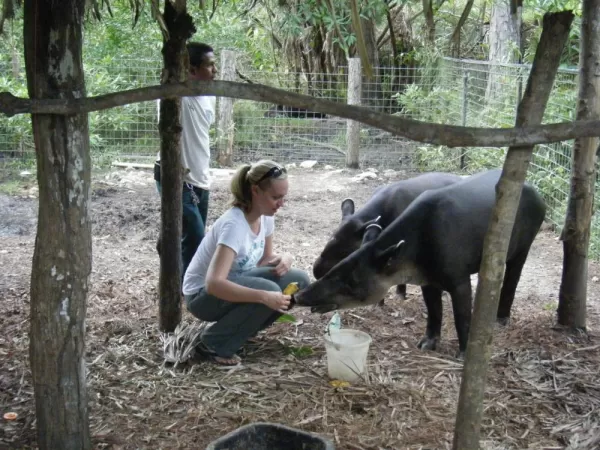 Feeding the tapirs at the zoo