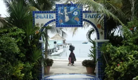 Entry to Blue Tang