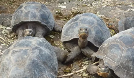 Our explorations around the Galapagos