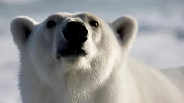 The elusive and magnificent polar bear 