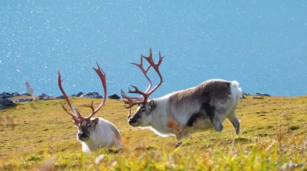 Spot reindeers in the wild