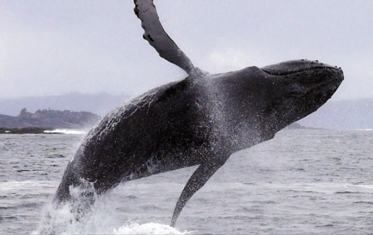A humpback whale breaches in Alaska