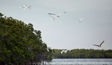Mangroves & Birds