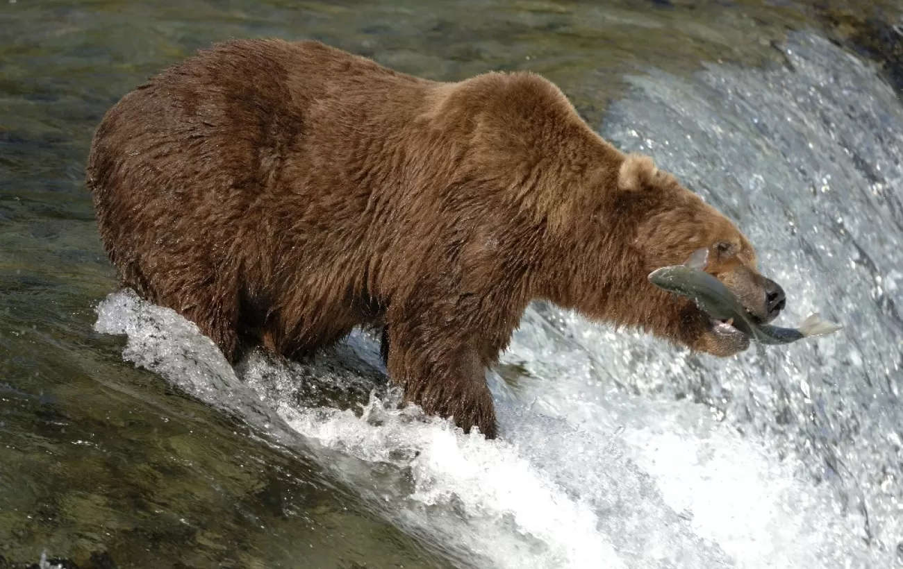 A grizzly bear catches a fish 