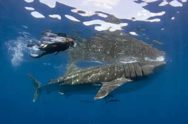 Eye-to-eye with a whale shark