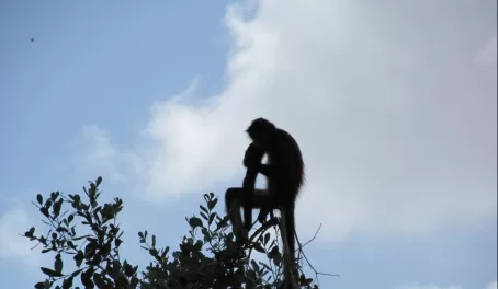 Spider Monkey at Belize Zoo