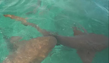 We swam with these Nurse Sharks at the Barrier Reef!!