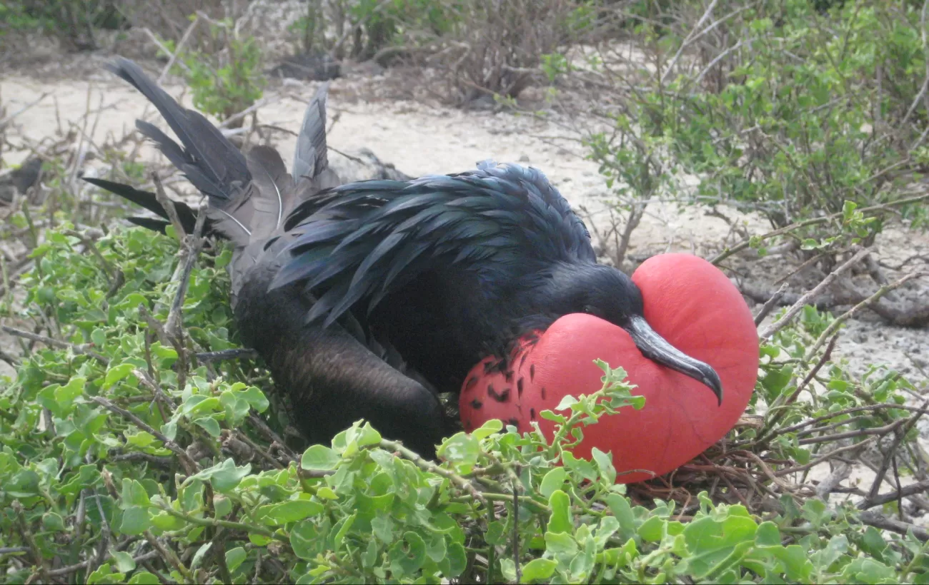 Explore the Galapagos Frigate mating ritual
