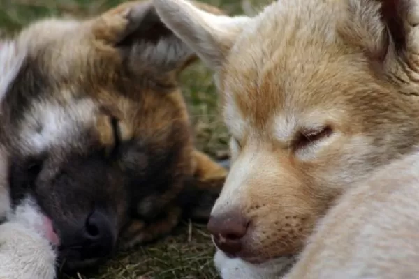 Two sled dogs take a nap on a lazy afternoon