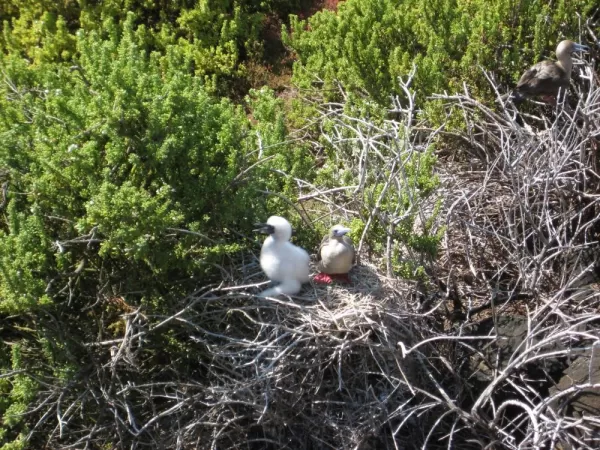 Nesting Red footed boobies