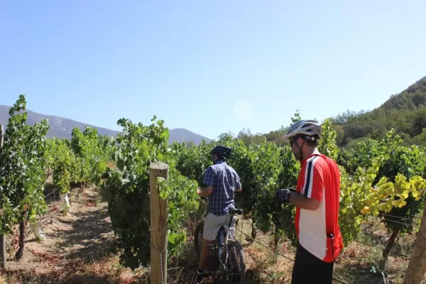 Stopping to examine the fruit on a Chile Bike and Wine Tour