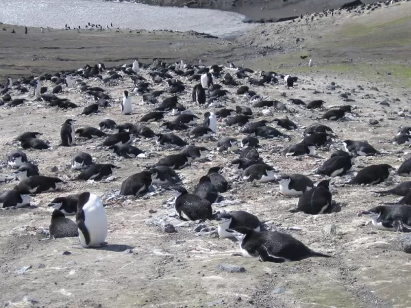 Nesting Chinstrap penguins