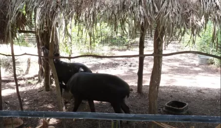 Tapir - National animal of Belize