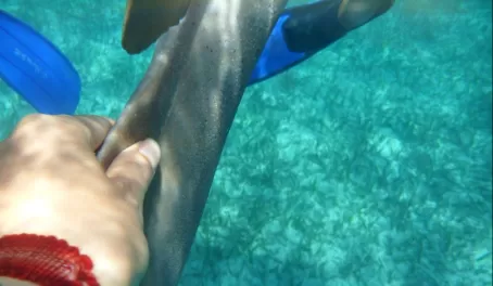 Rubbing a shark\'s belly.  Like sandpaper!