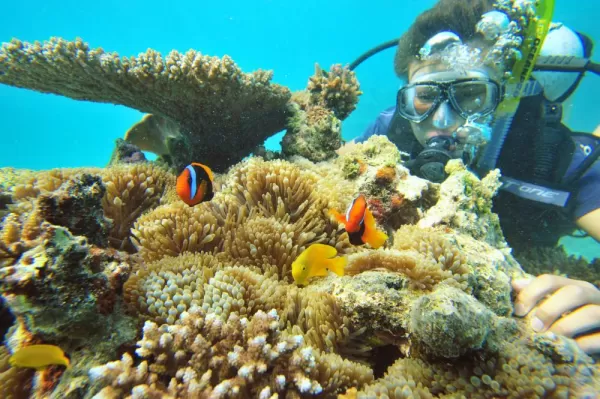 Uncover the hidden secrets of the Great Barrier Reef