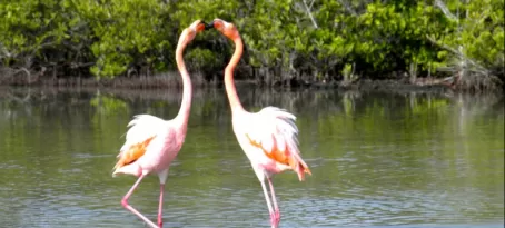 Flamingos doing a dance