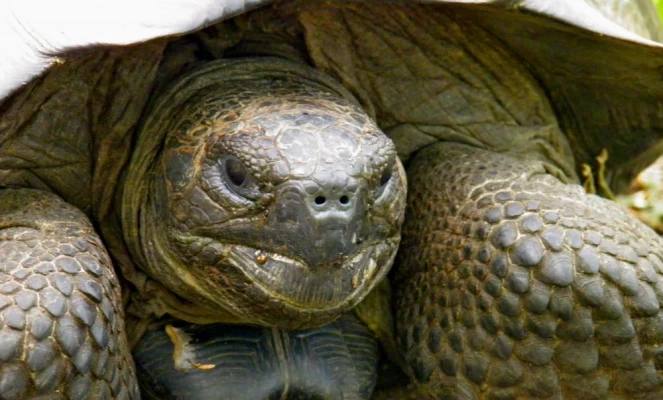 Giant tortoise on Isabela 