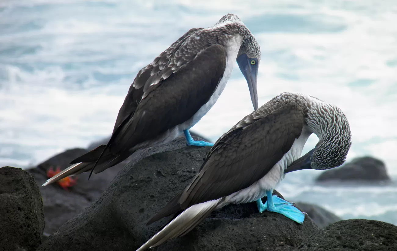 A pair of Blue Footed Boobies 