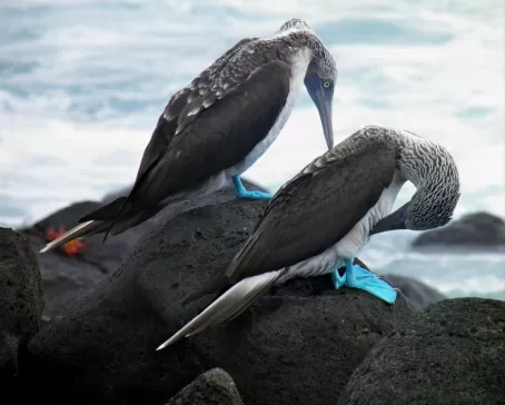 A pair of Blue Footed Boobies 