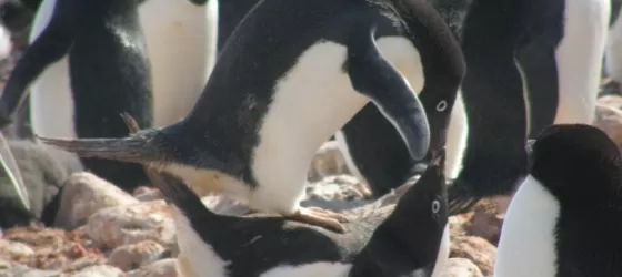 Adelie penguins in love. Or perhaps just lust.