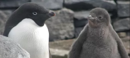 Adelie penguin and juvenile