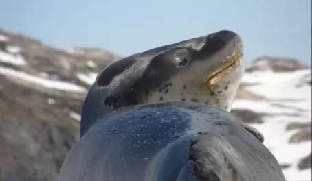 Leopard seal, basking in the sun