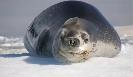 Leopard seal: c'mon get happy!